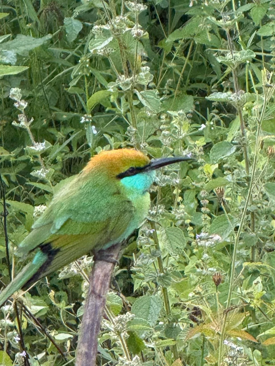 Colourful bee-eater bird in Sri Lanka