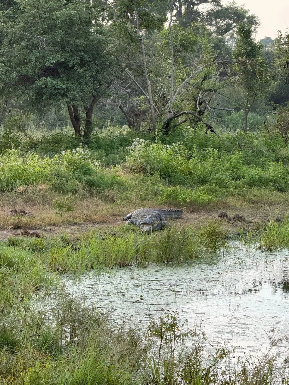 Crocodile beside an Udawalawe wetland