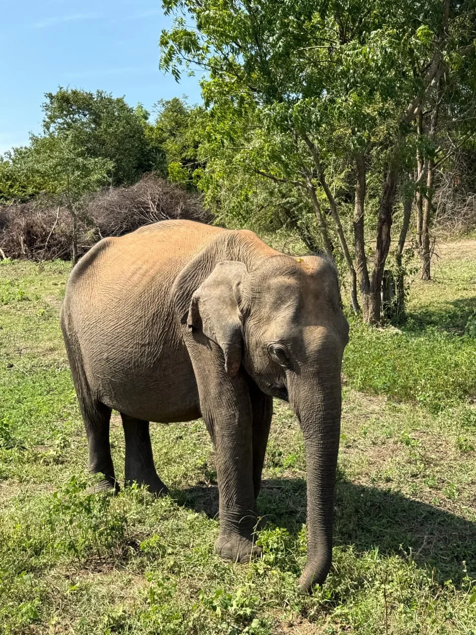 Sri Lankan elephant seen on an Udawalawe safari