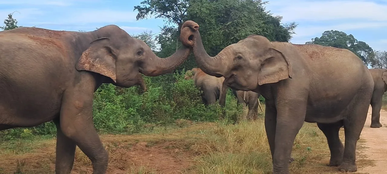 Elephant family in Udawalawe National Park