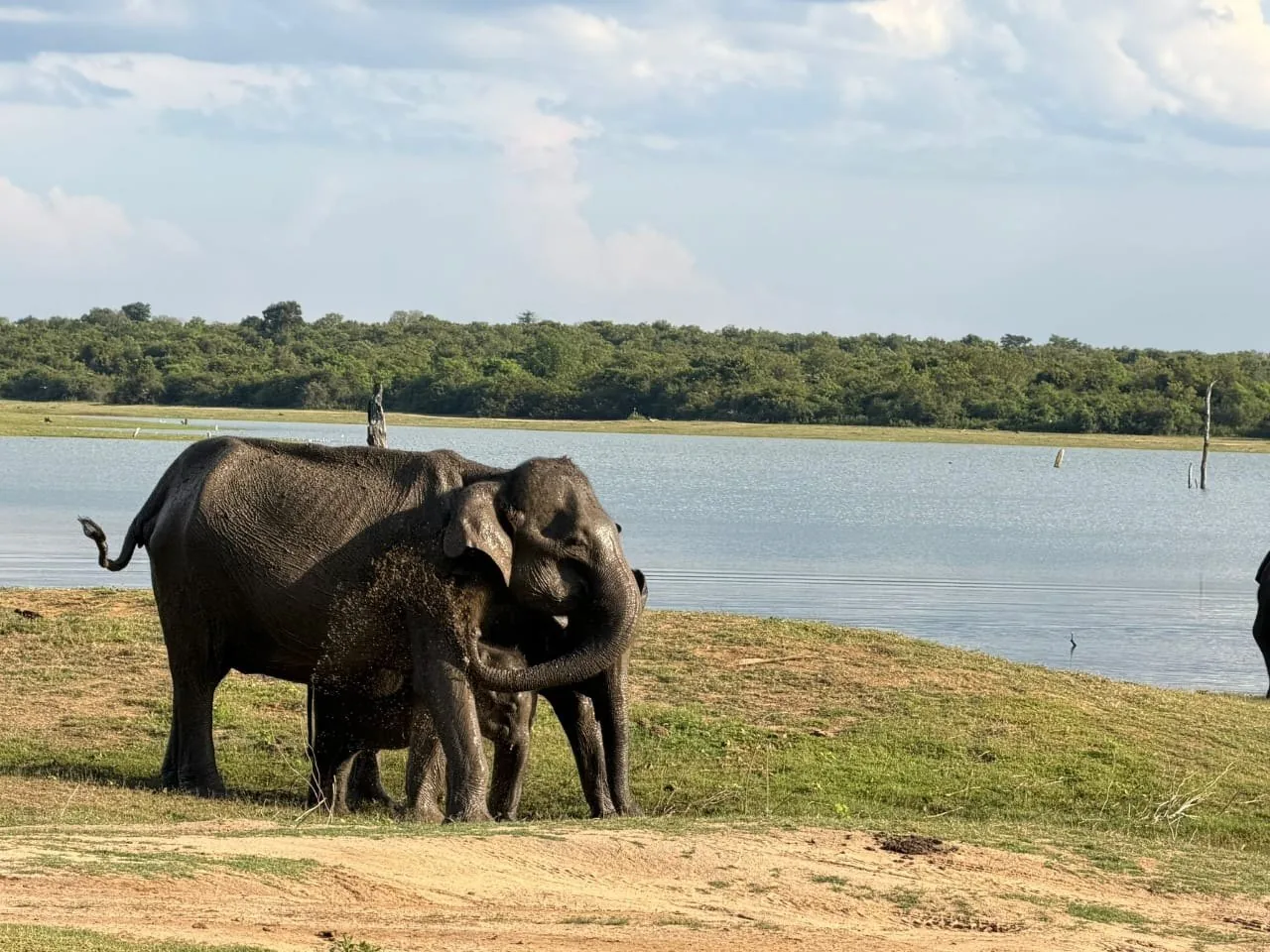 Elephants beside water in Udawalawe