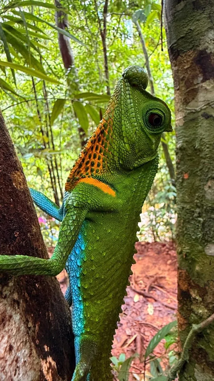 Green lizard in Sri Lankan forest habitat