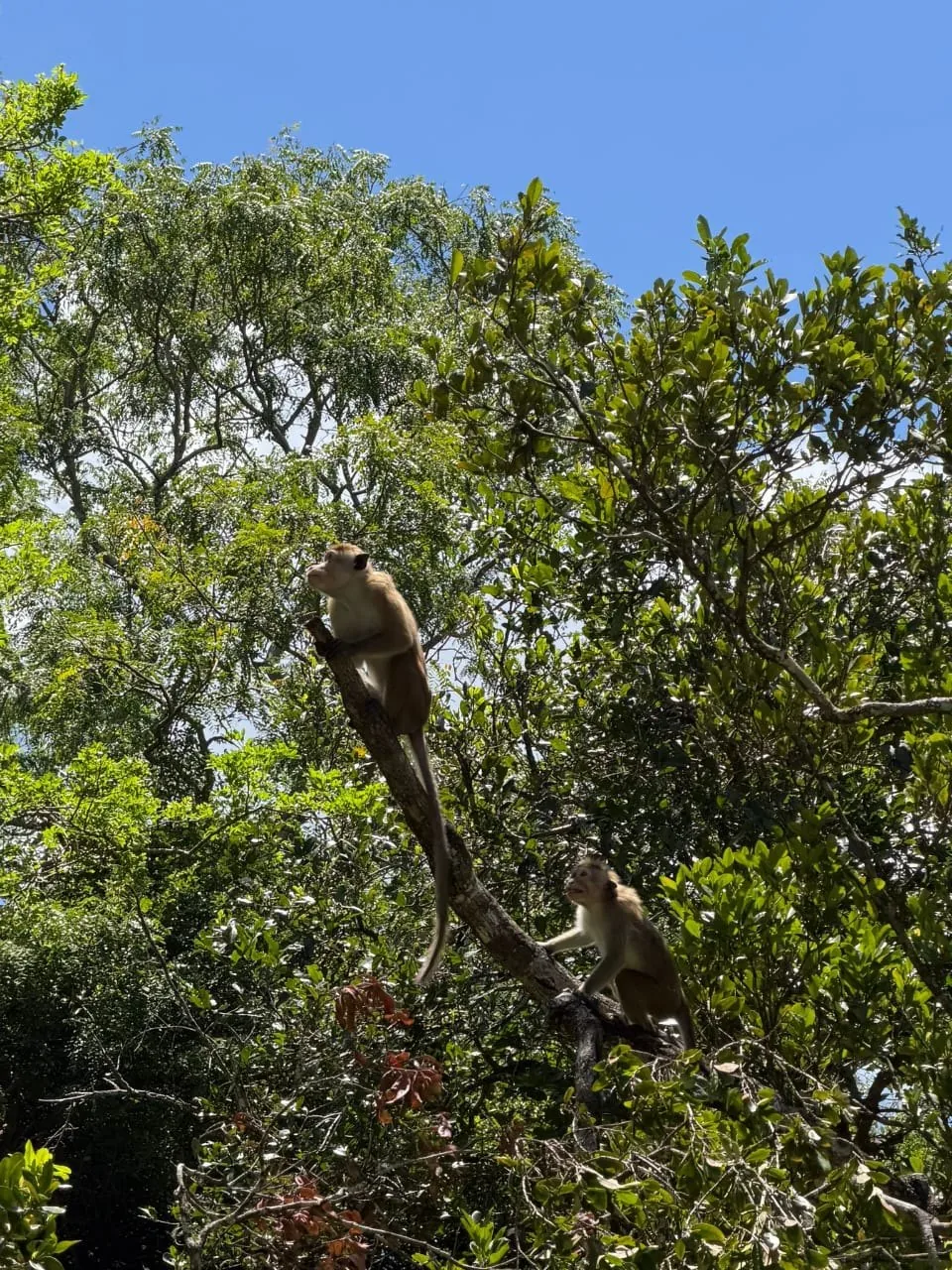 Monkeys in trees near Udawalawe