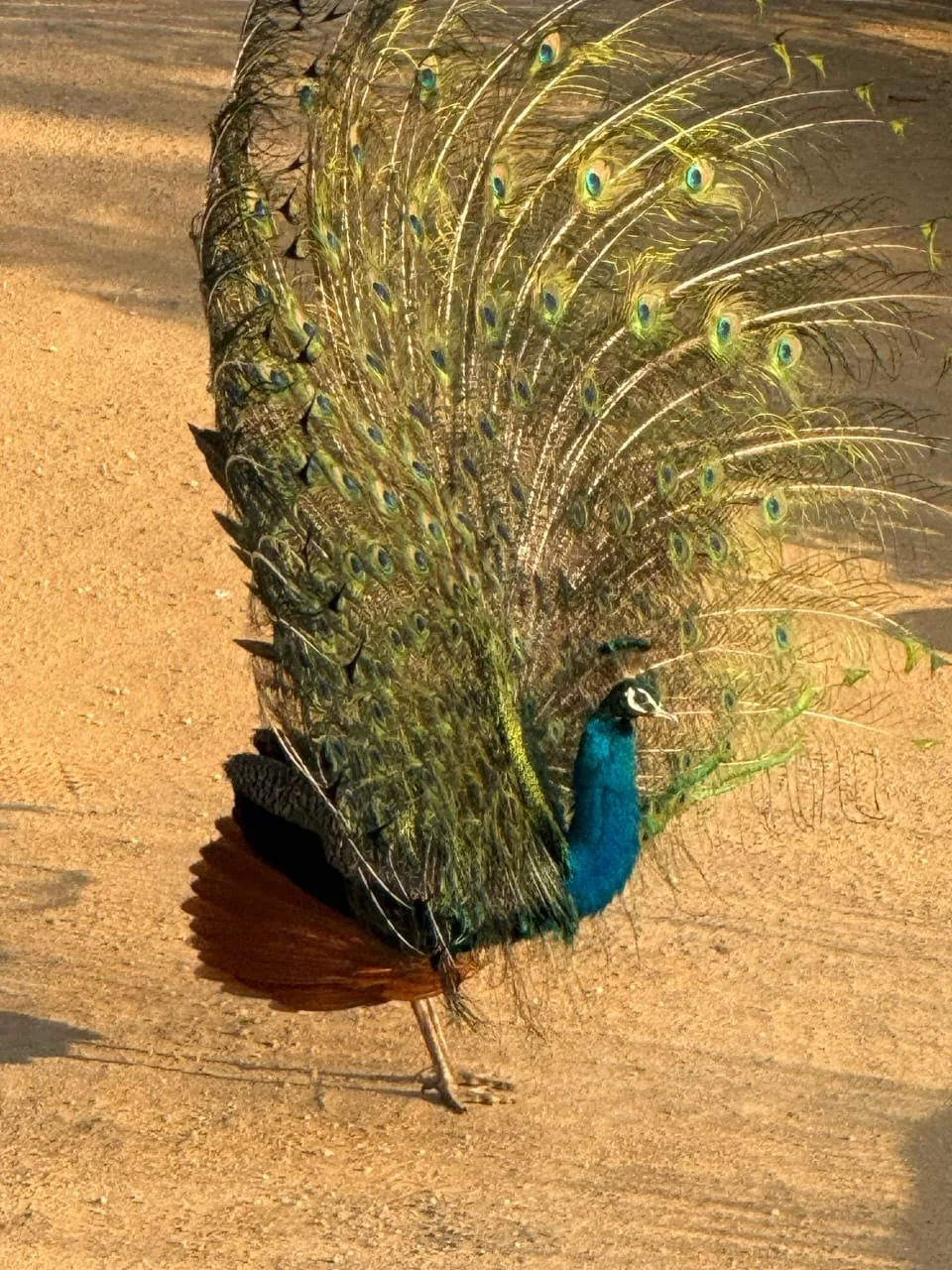 Peacock displaying feathers in Udawalawe