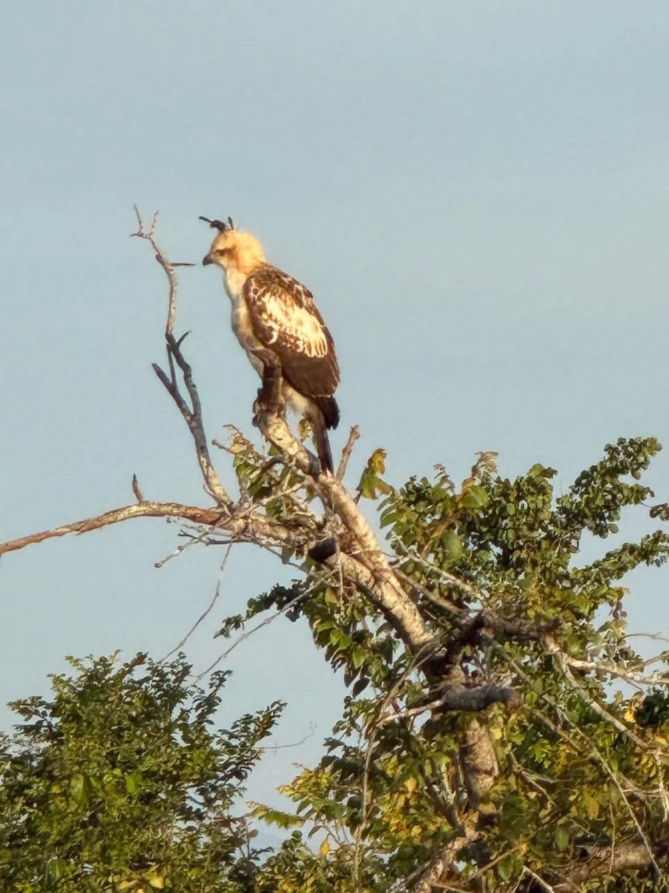 Bird of prey in Udawalawe