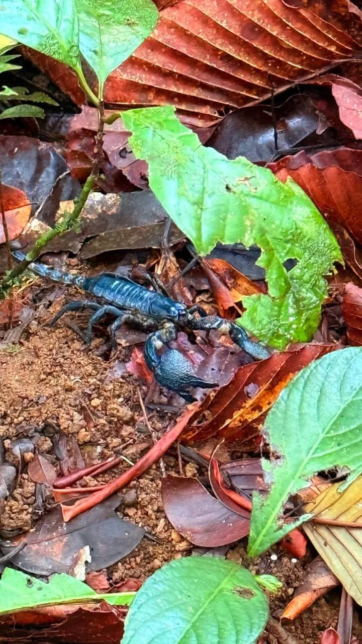 Scorpion in Sri Lankan forest habitat