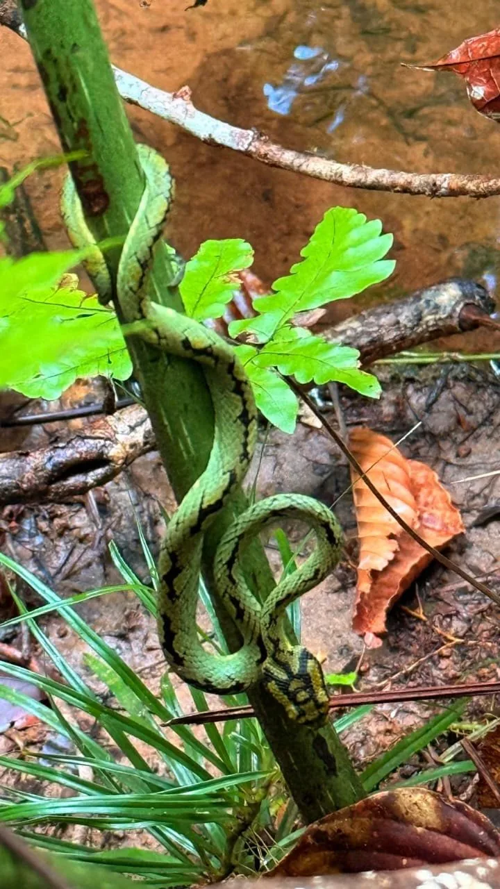 Green snake in Sri Lankan vegetation