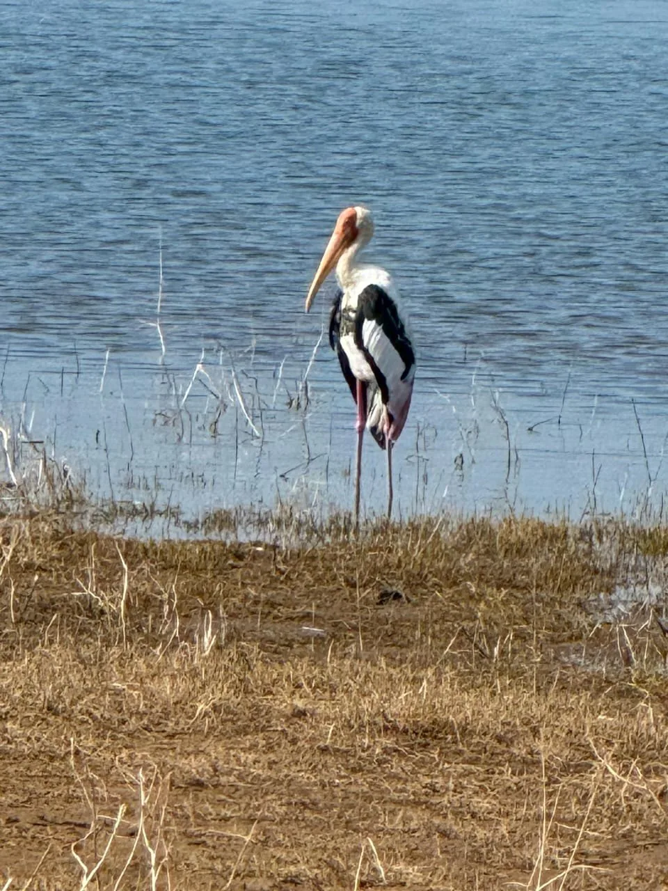 Painted stork near water in Udawalawe