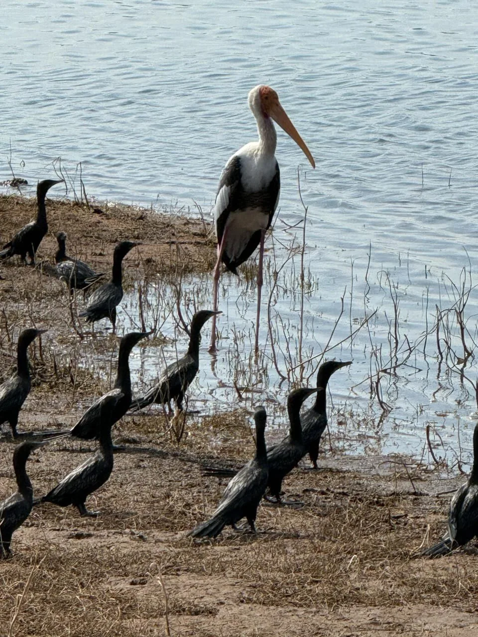 Water birds in Udawalawe wetlands